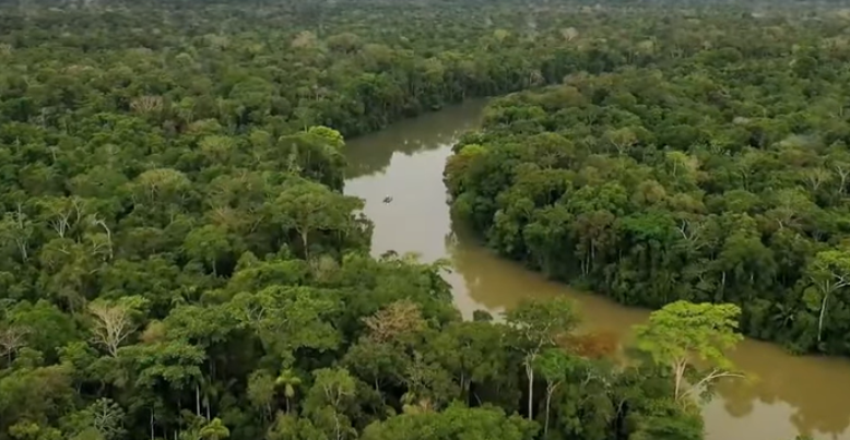 Fires in the Amazon Rainforest Contribute to Global Warming & Endanger Wildlife