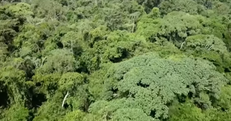 Climate change threat in Congo as vast carbon-rich peat slab faces development.