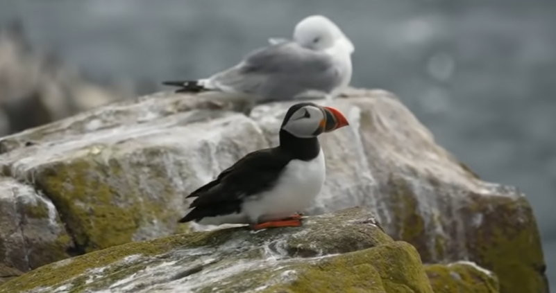 What's happening to puffin numbers off Britain's coast?