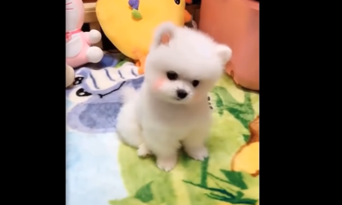 Very Cute, Very Adorable Puppies