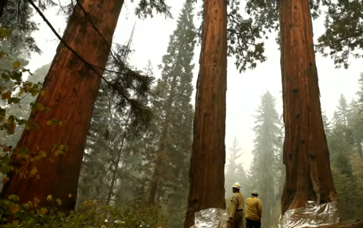 Firefighters are Battling the KNP Complex Fire in Sequoia National Park to Save the Giant Sequoias